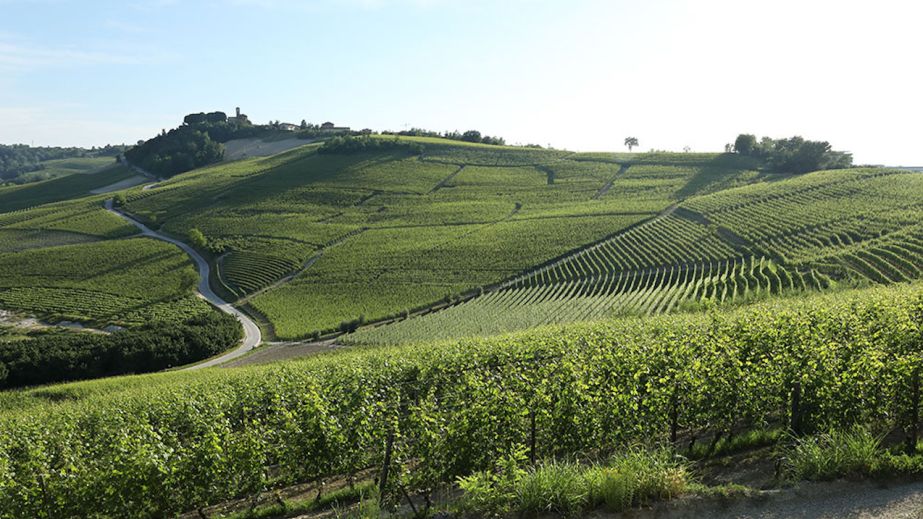 Burlott's Verduno vines