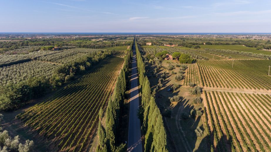 Road from Bolgheri to the sea