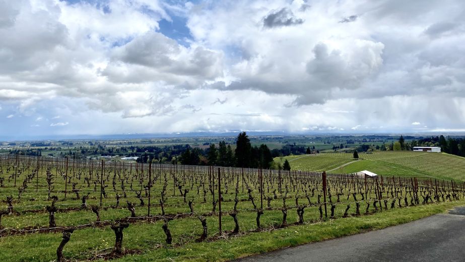 Dundee Hills view from Winderlea