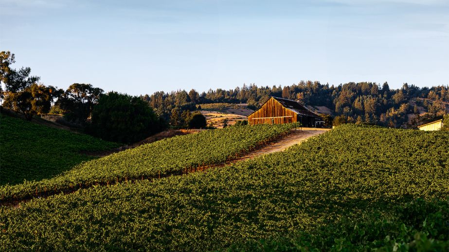 Maggy Hawk Vineyard