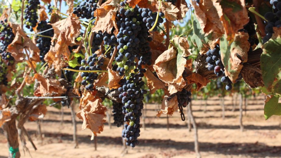 Super-stressed vines