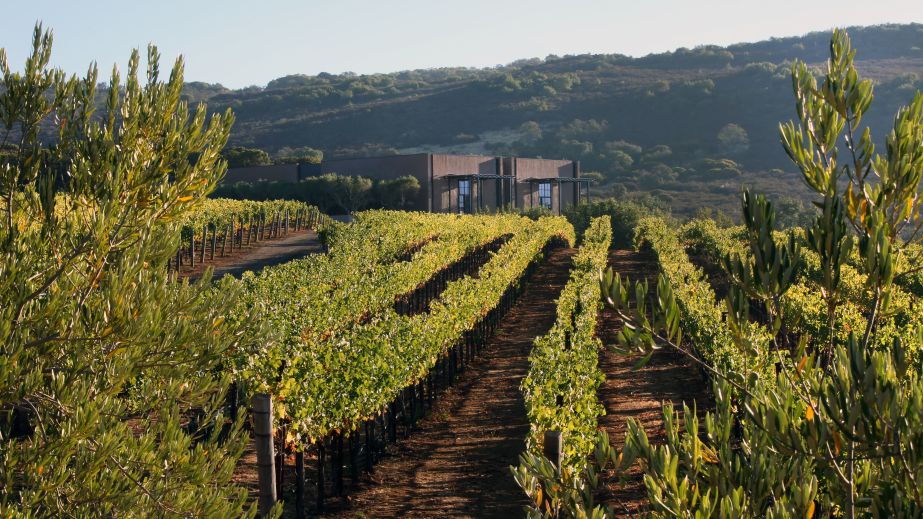 Continuum Estate winery