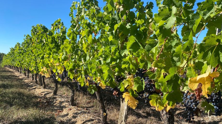 Sep 2022 drought-stressed Merlot in Bordeaux