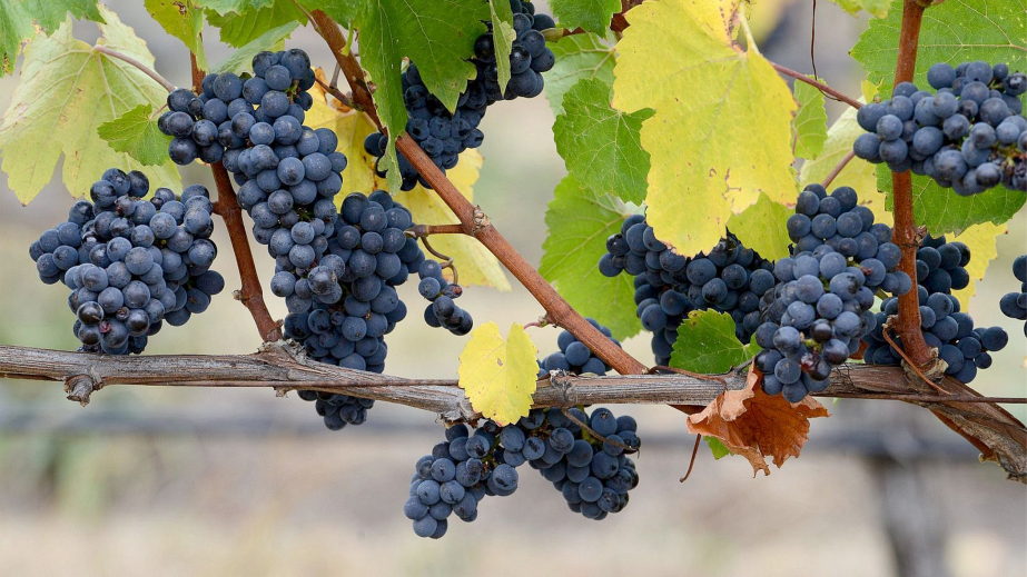 ripe pinot noir on the vine in Macedon Ranges, Victoria, Australia 