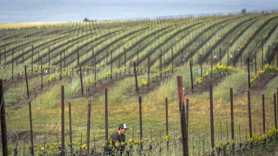 Aaron Jackson in Derbyshire Vineyard