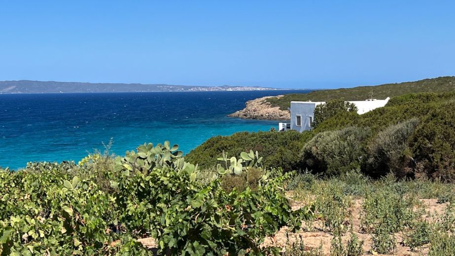 Carignano vines and sea