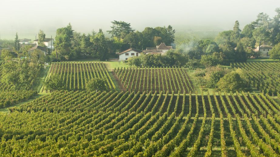 Castillon Côtes de Bordeaux