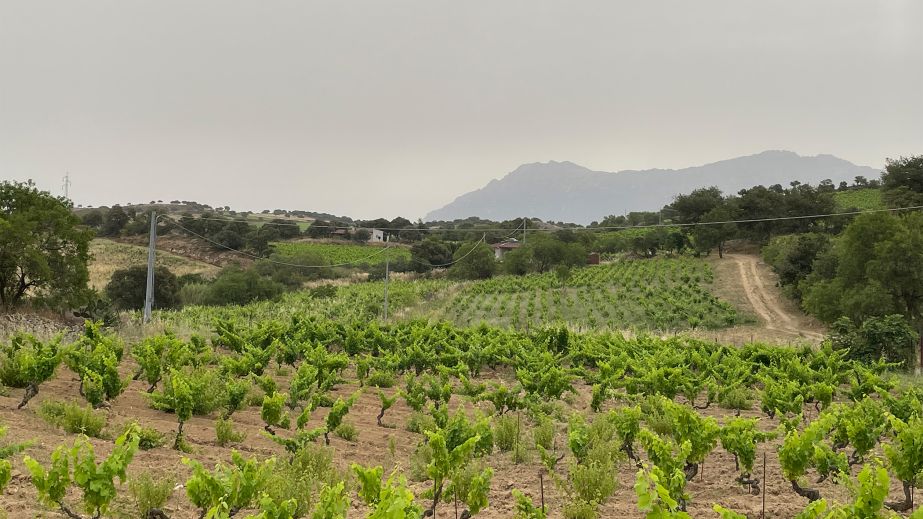 Mamoiada Vineyard in Mamoiada with the Massif of Gennargentu in the background 