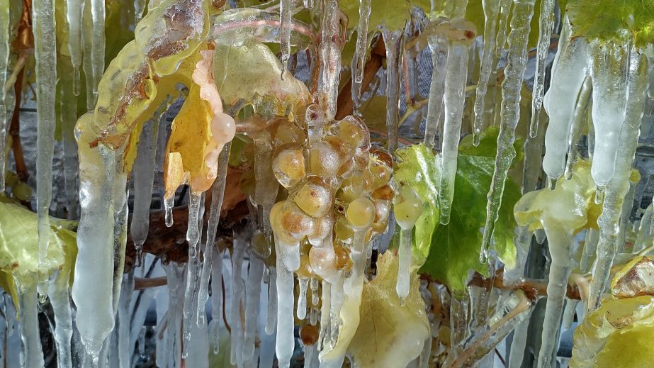 Otronia grapes in ice