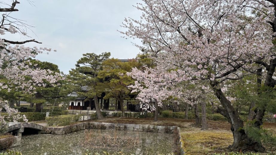 Kyoto temple and blossom