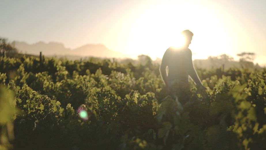 Féniks vineyard at sunrise