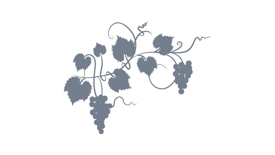   Grey grapevine on a white background. Image by diane555 via iStock.