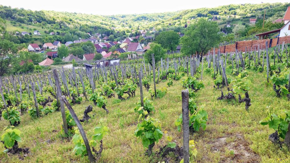 bonsai Kadarka vines in Szekszárd - Takler Wines