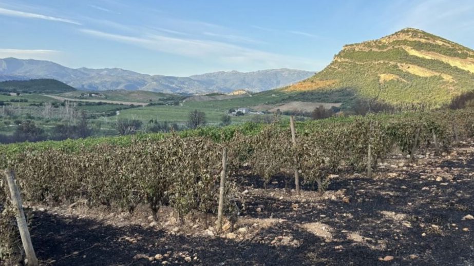 Corsica vineyard burned by wildfire 2025- credit Vins de Corse