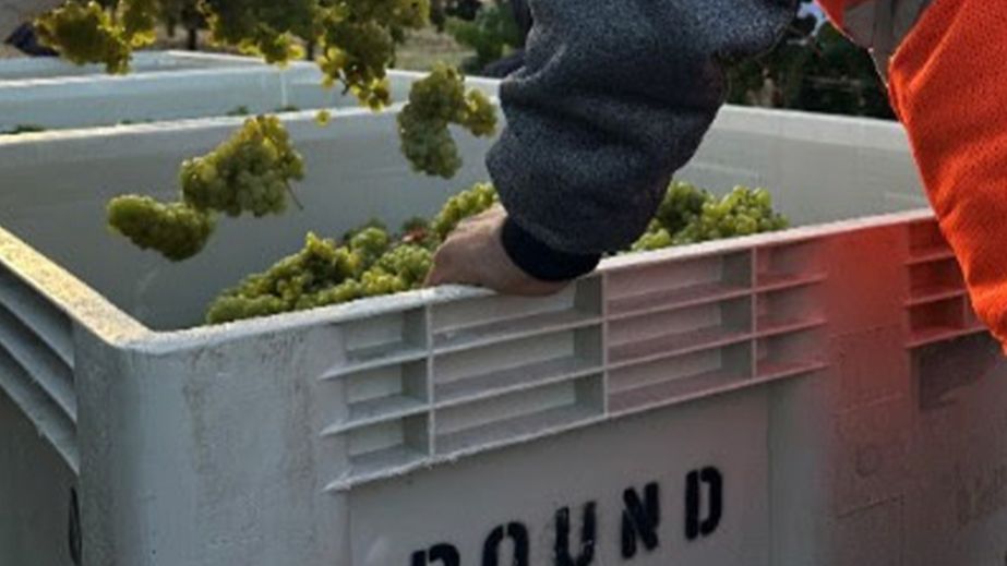 Napa harvest 2025 starts at Round Pond as green grapes go into bins