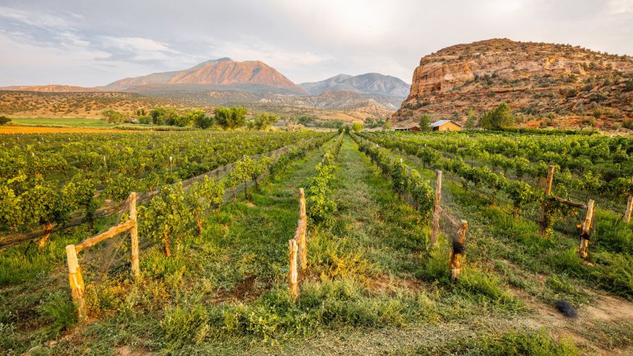 Sutcliffe Vineyards credit John Fielder