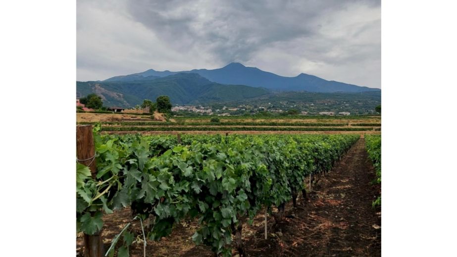 Nerello Mascalese Vineyards