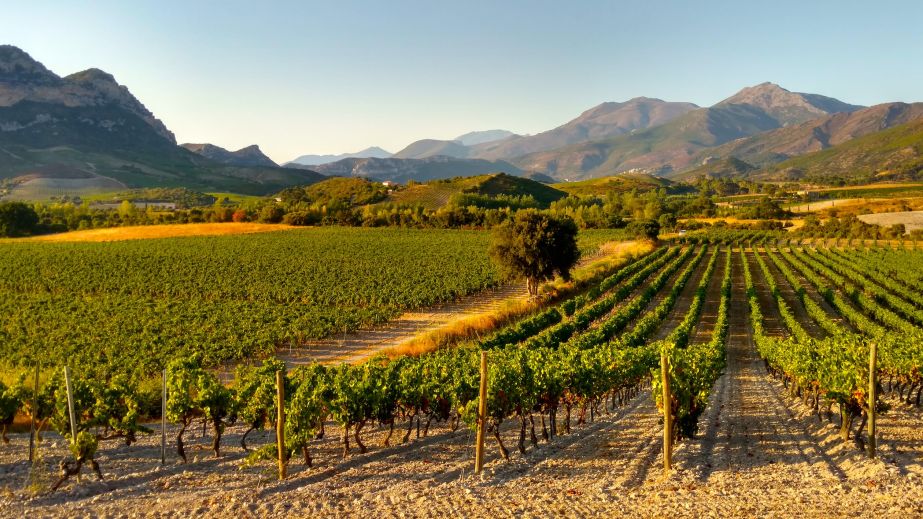 Yves Leccia's vineyards in Corsica