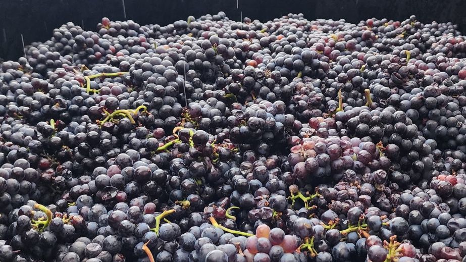 The first Pinot Noir to be harvested at 21 Brix Winery in New York State courtesy winemaker Brian Barmore 