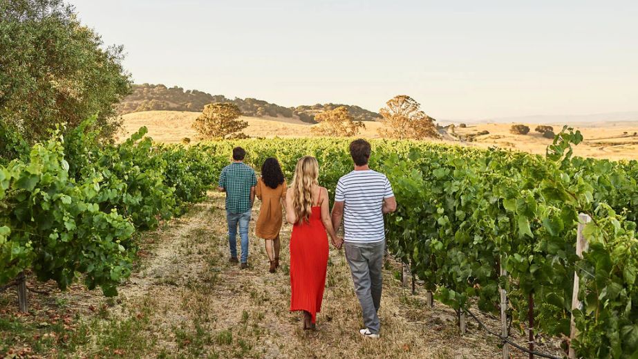 Rams_Gate_vineyard_in Sonoma; photo courtesy winery.