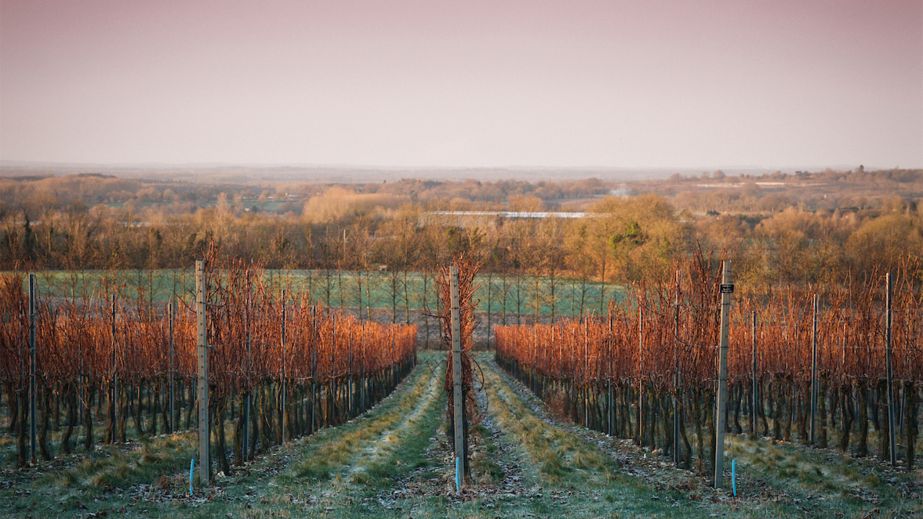 Westwell Wines vineyard in autumn