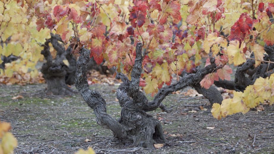 84-year-old Garnacha vine in Magallón in Campo de Borja