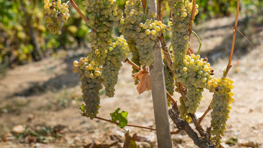 Viognier grapes in Condrieu © Bernard Favre