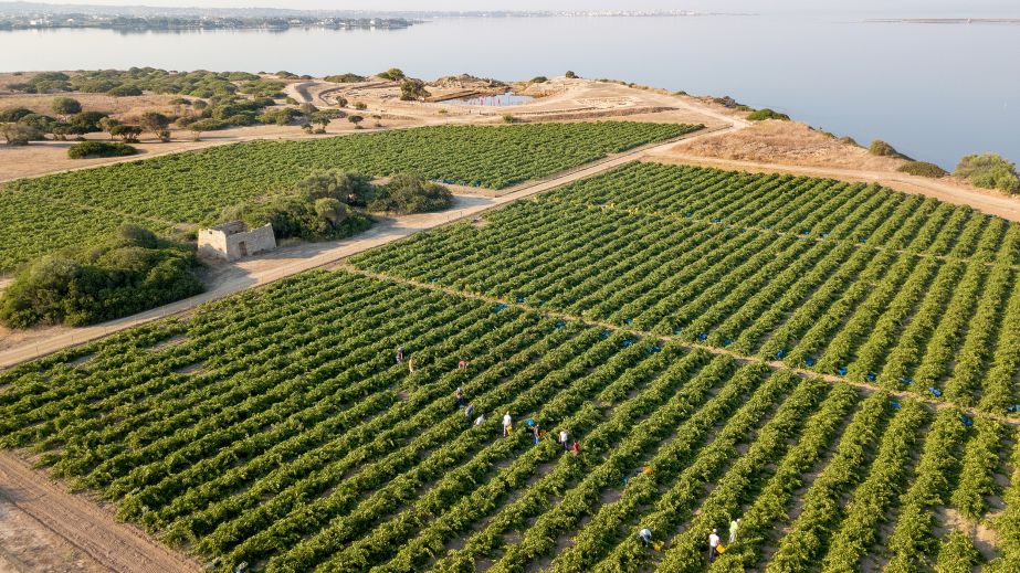 Tasca d'Almerita vineyards