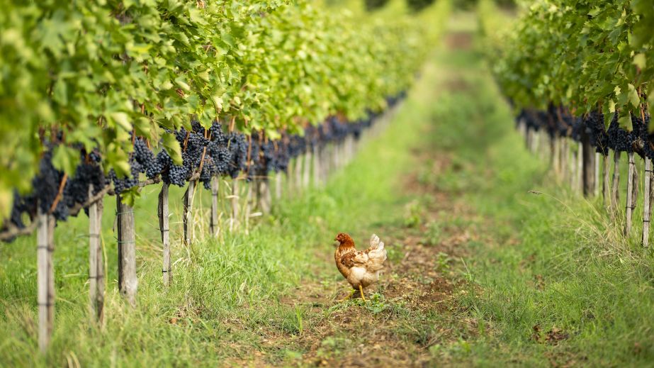 hen among ripe grapes in the Helichrysum vineyard