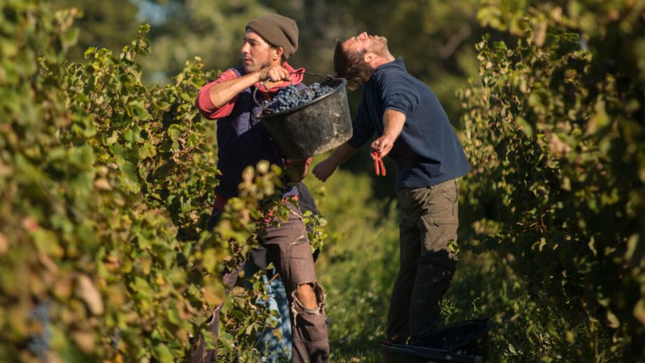 Hervesters in the vineyard at Domaine Richaud in Cairanne