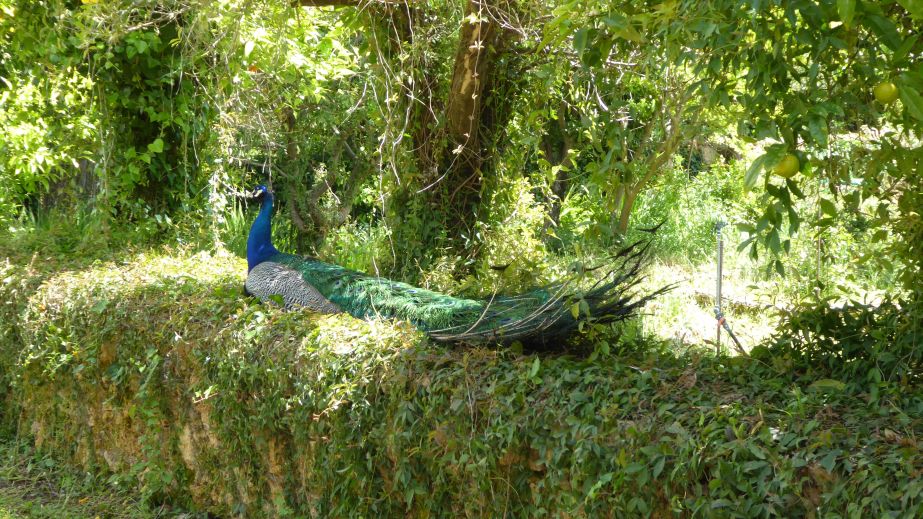 Mercouri peacock