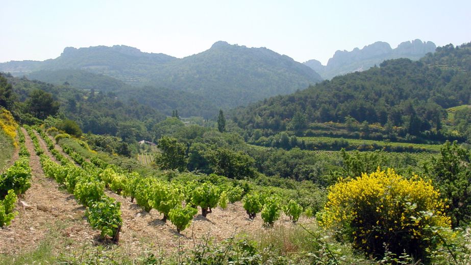 Old-vine Clairette at Château de St-Cosme