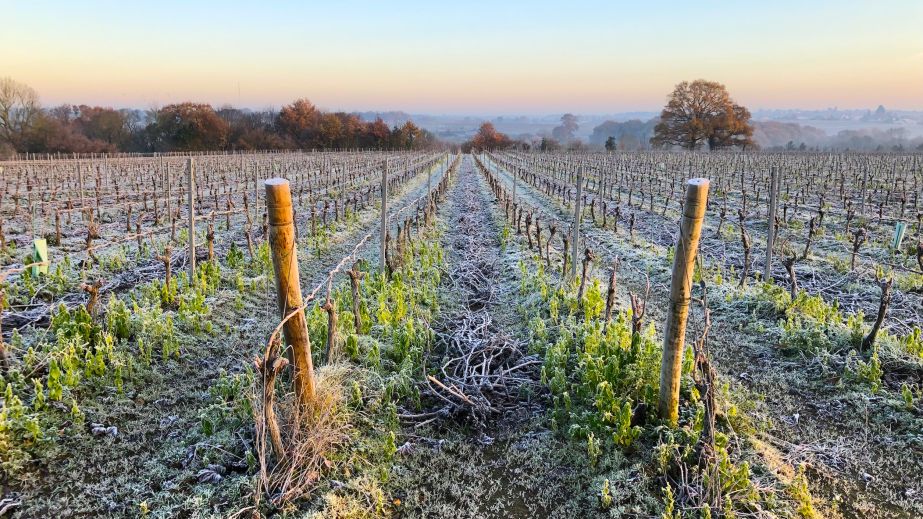 Famille Lieubeau Muscadet vineyards in winter