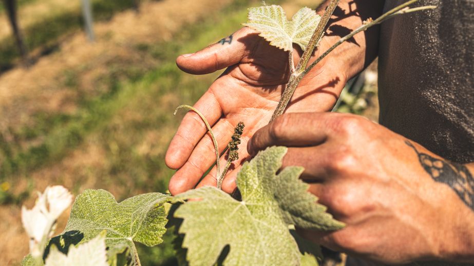 flowering Pinot Meunier vine