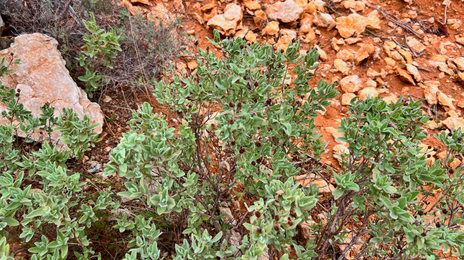 Wild sage in the rocky soils of Cabardès