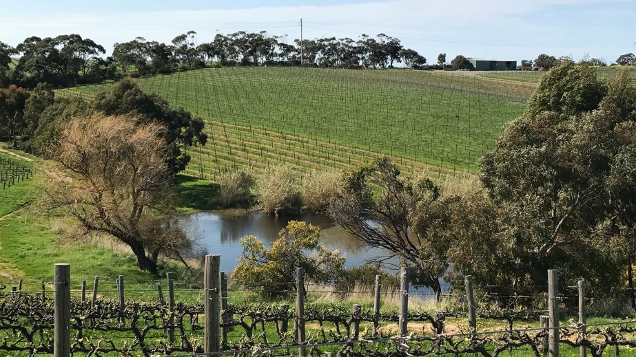 The Chase vineyard of Ministry of Clouds 