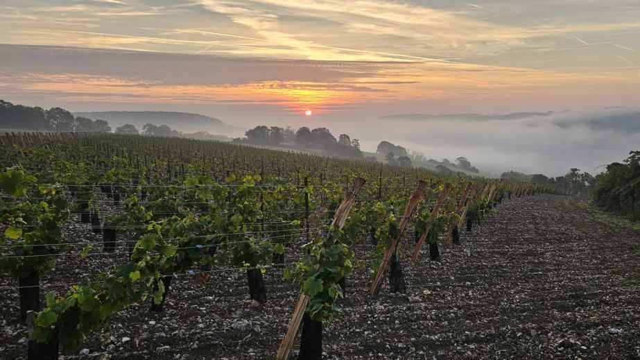the dawn of wine in Normandy