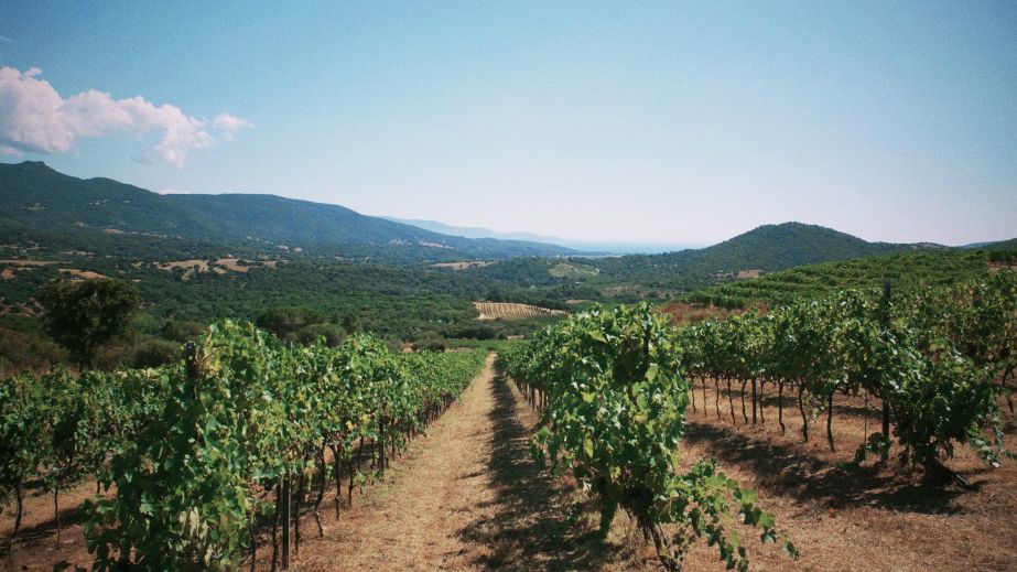 Vineyards of Domaine Vaccelli on Corsica