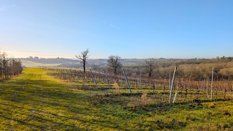 Missing Gate vineyard in Crouch Valley