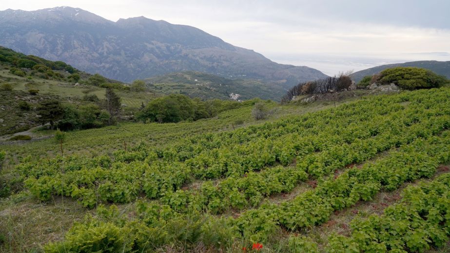 Muscat of Spina in W Crete