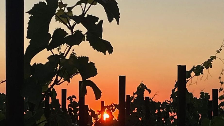 sunset through vines by Robert Camuto on Italy Matters Substack