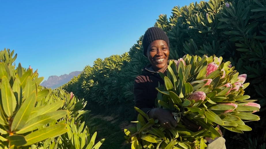 Samantha harvesting protea’s on Ginny Povall’s farm