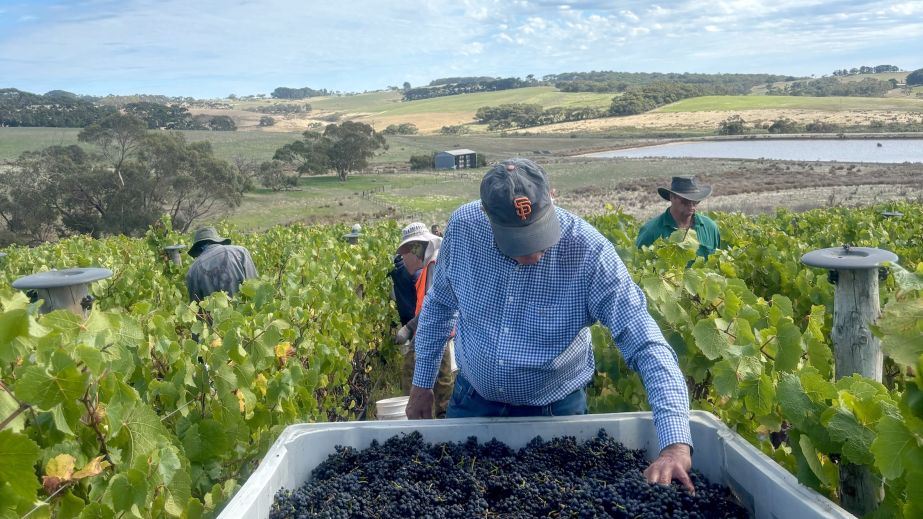 Brian Croser at Foggy Hill harvest 2026