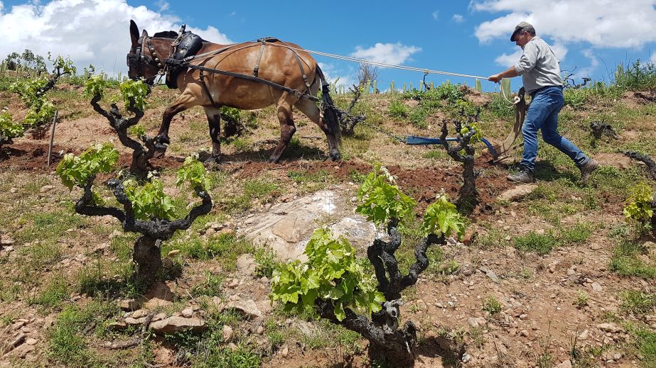  Juan Carlos Sancha in the Cerro la Isa vineyard with mule