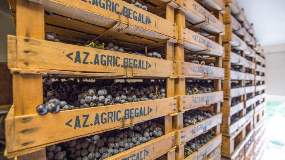 Wooden racks of black grapes stretching into the distance