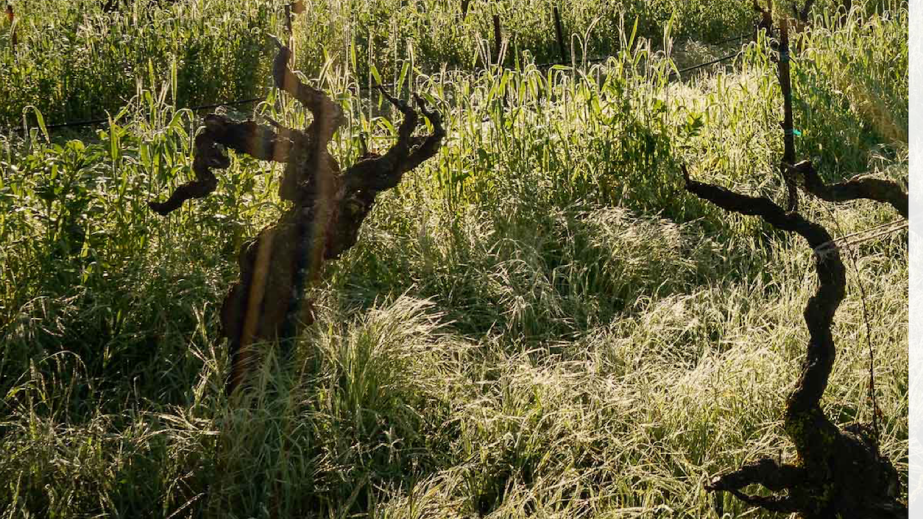 Lytton Springs vines