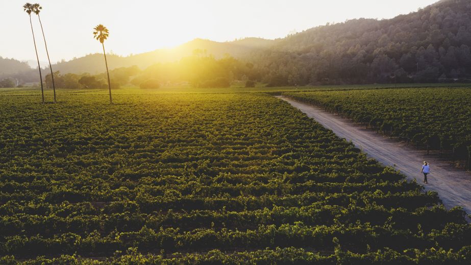 Duckhorn's Three Palms vineyard