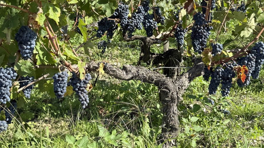 Cabernet Sauvignon at Ch Montrose 18 September 2025