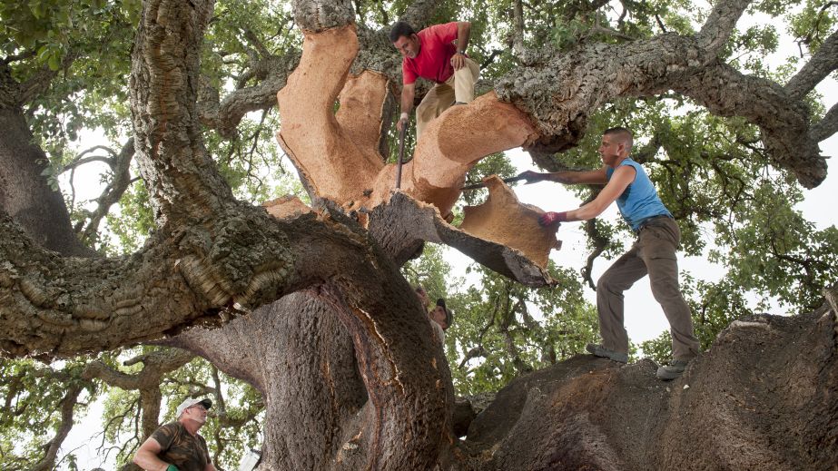 cork bark being harvested