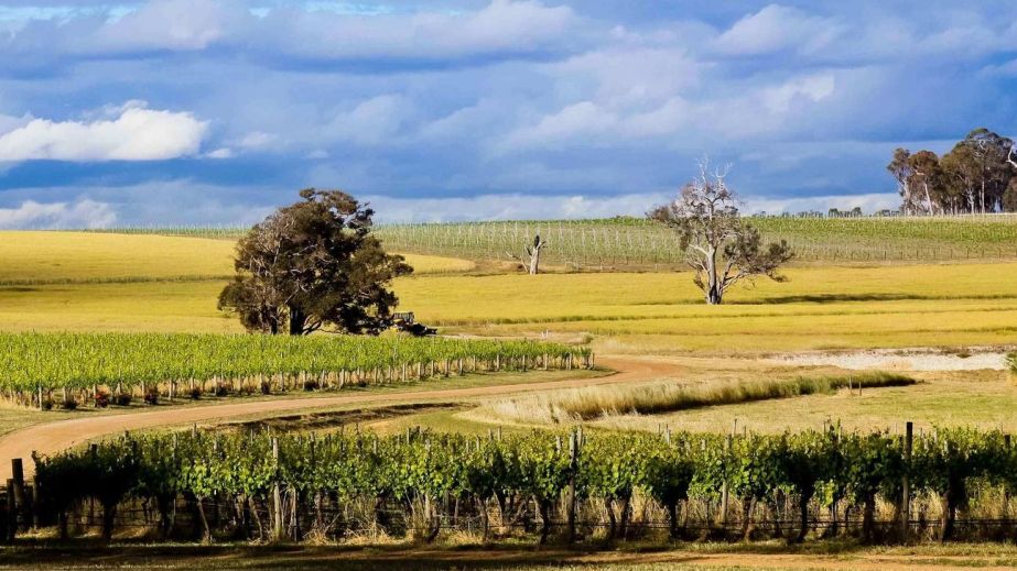 A wide landscape picture of Isolation Ridge vineyard in Frankland River